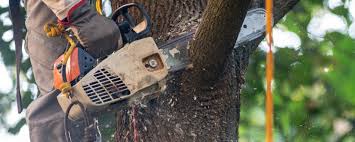 Best Tree Trimming and Pruning  in Bee Cave, TX