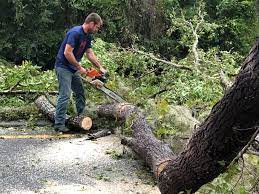 How Our Tree Care Process Works  in  Bee Cave, TX