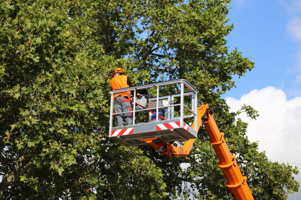 Trusted Bee Cave, TX Tree Services Experts