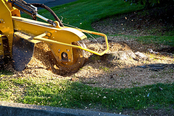 Artificial Turf Installation in Bee Cave, TX